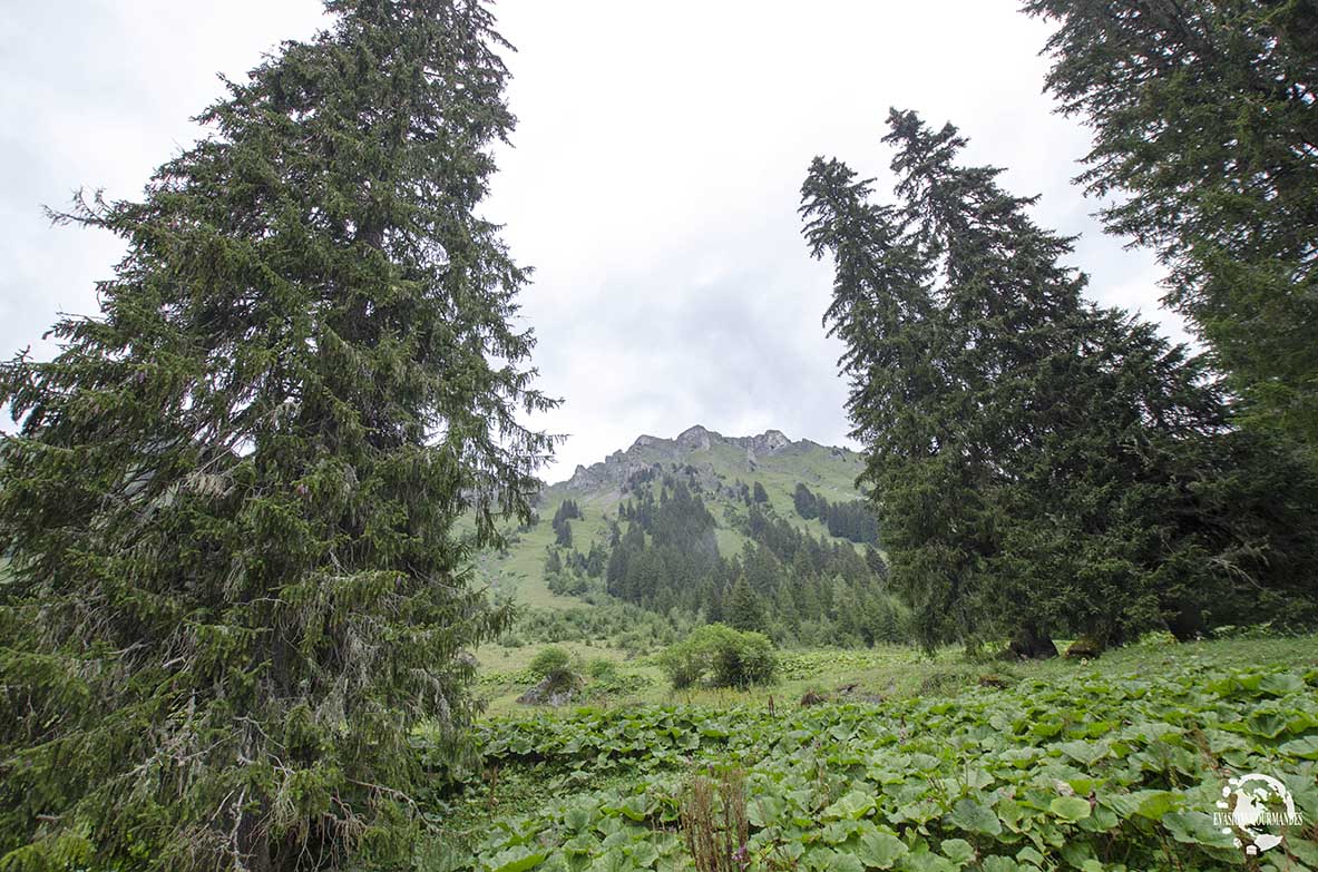 Balade Gourmande de Morgins