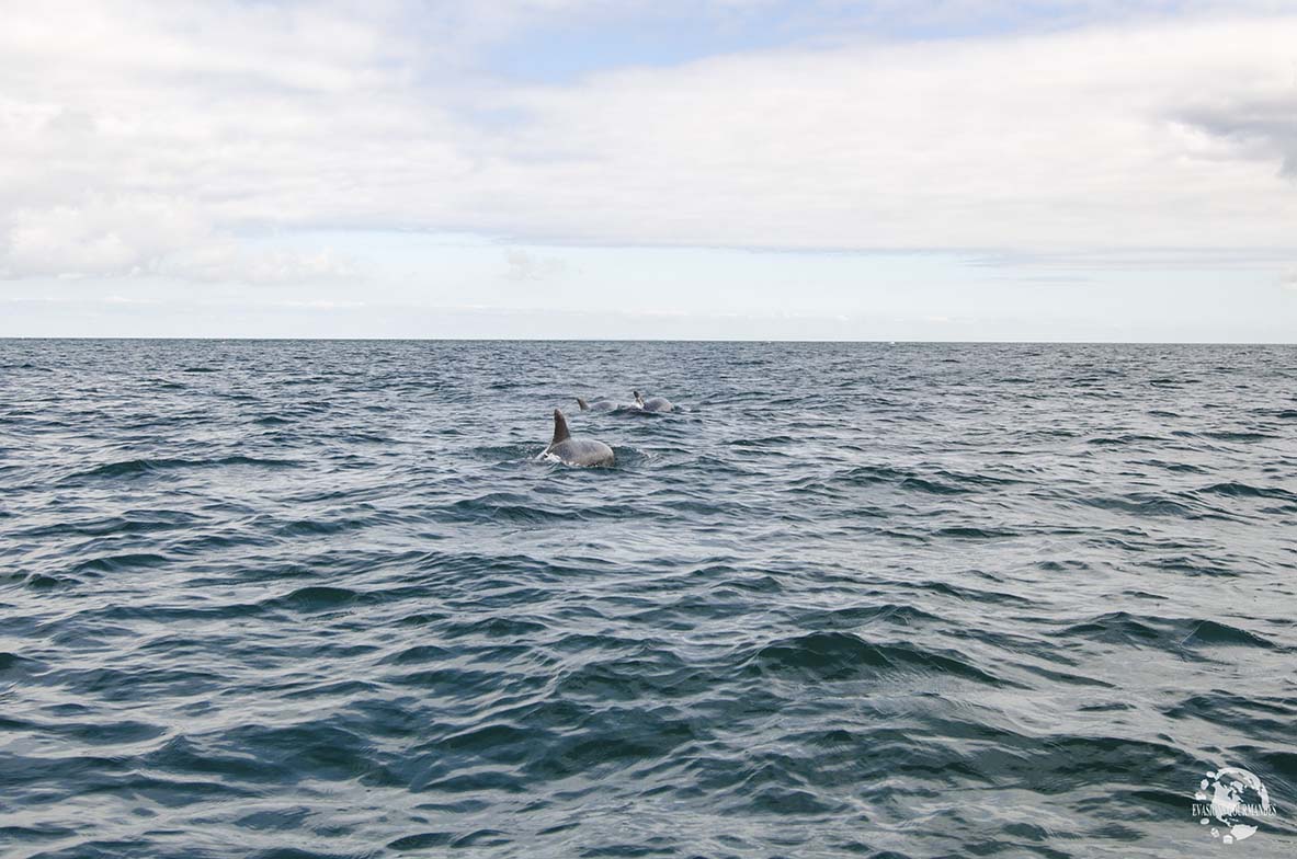 dauphin-jersey Dauphins Jersey