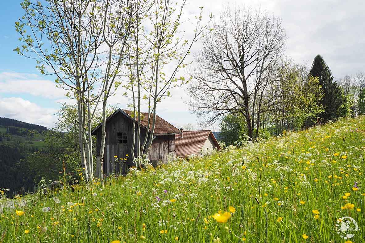 La Basse des Feignes la Bresse