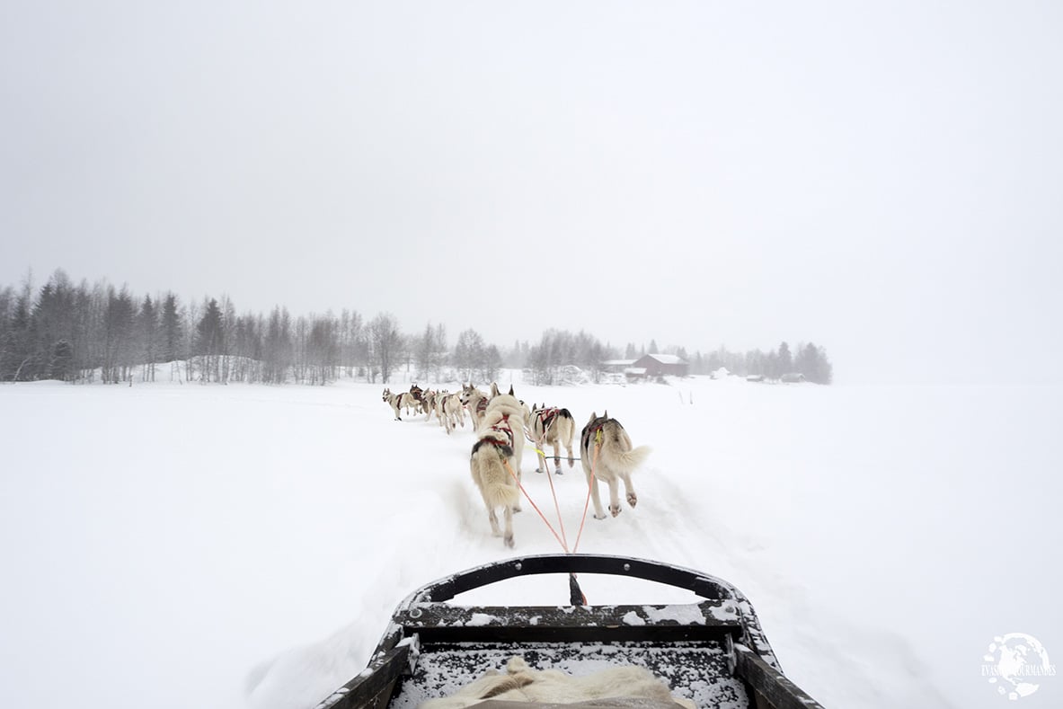 Chiens de traineaux Laponie