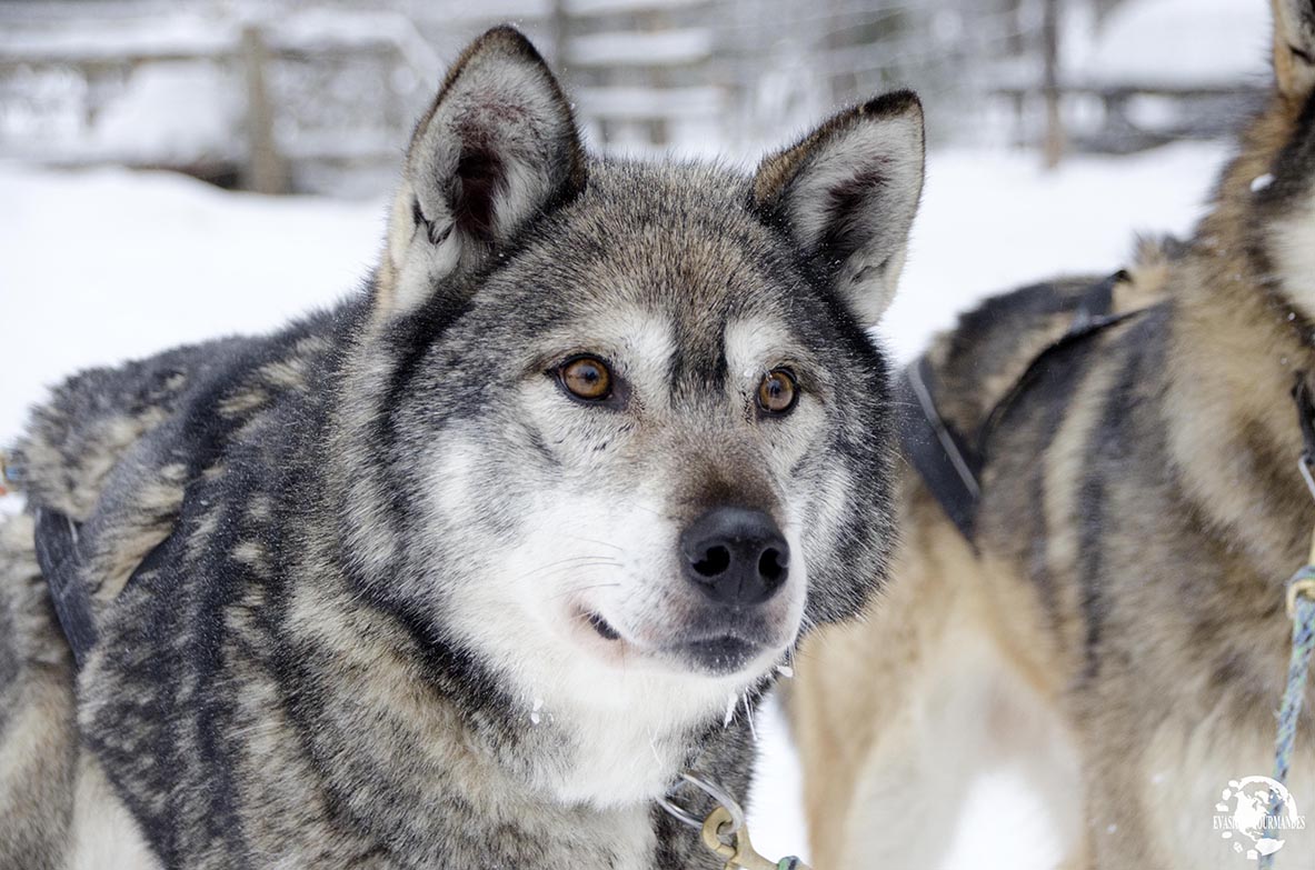 Chien-loup