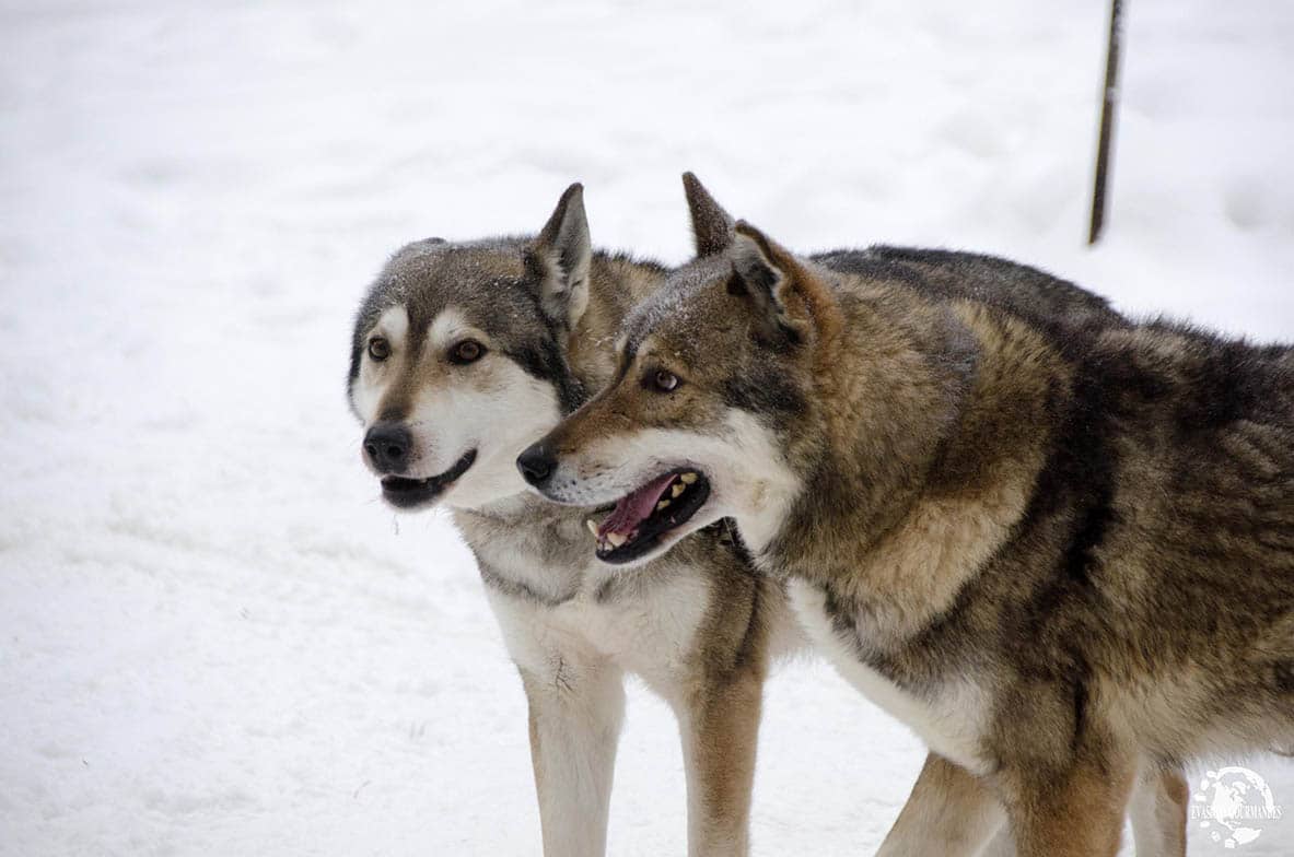 Levi Husky Park