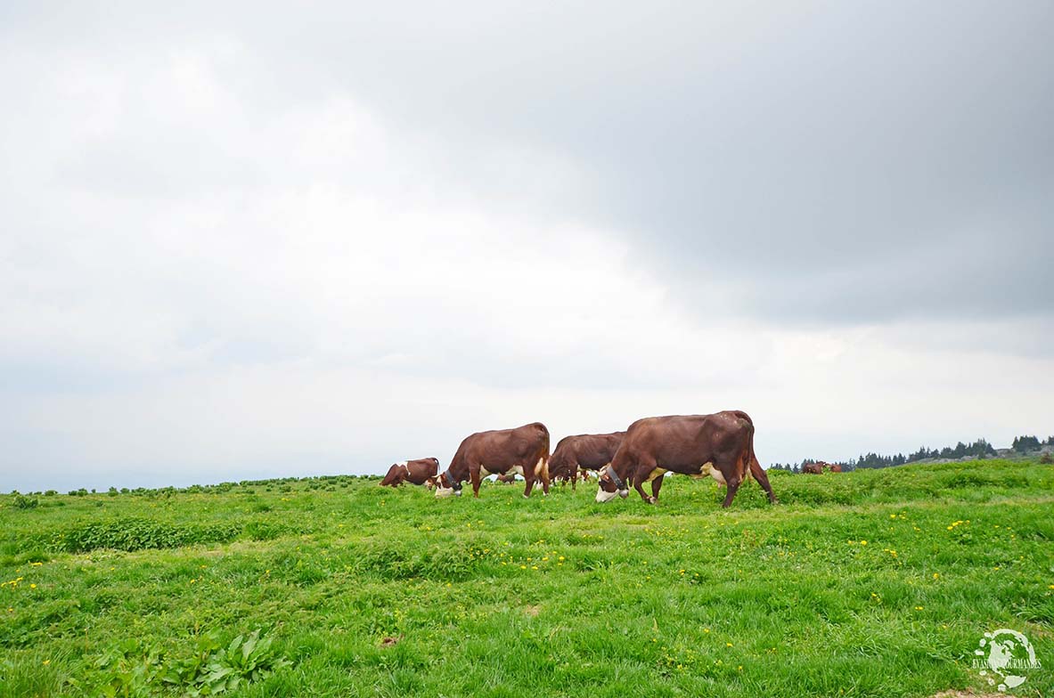 Vache Abondance