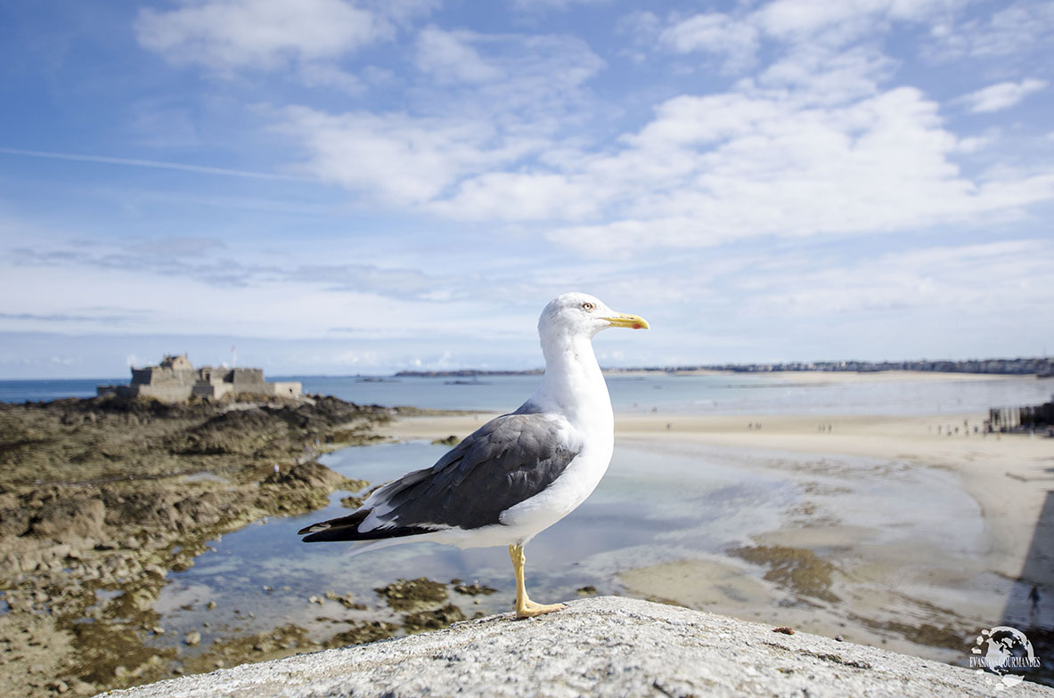 Saint-Malo