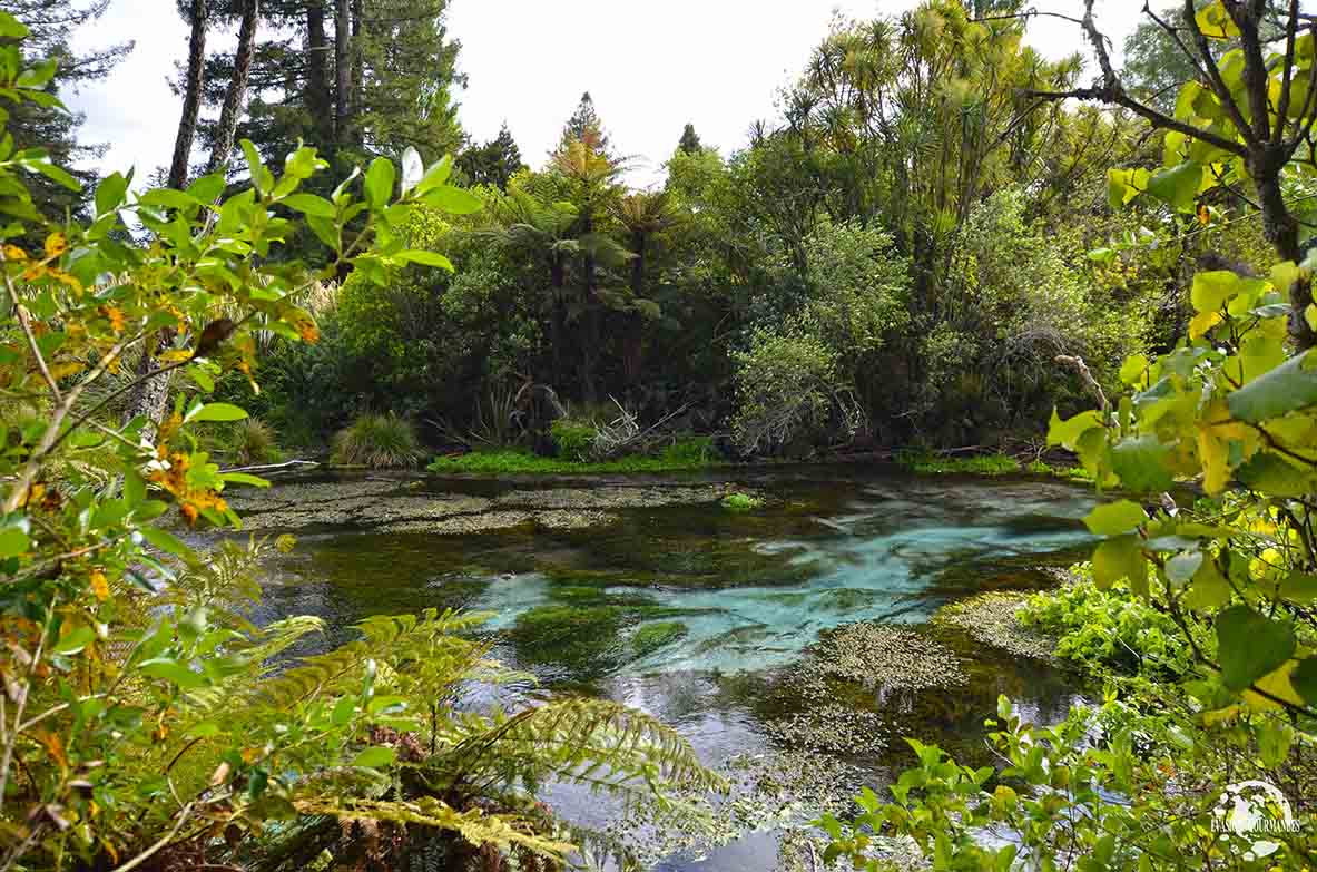 Hamurana Springs