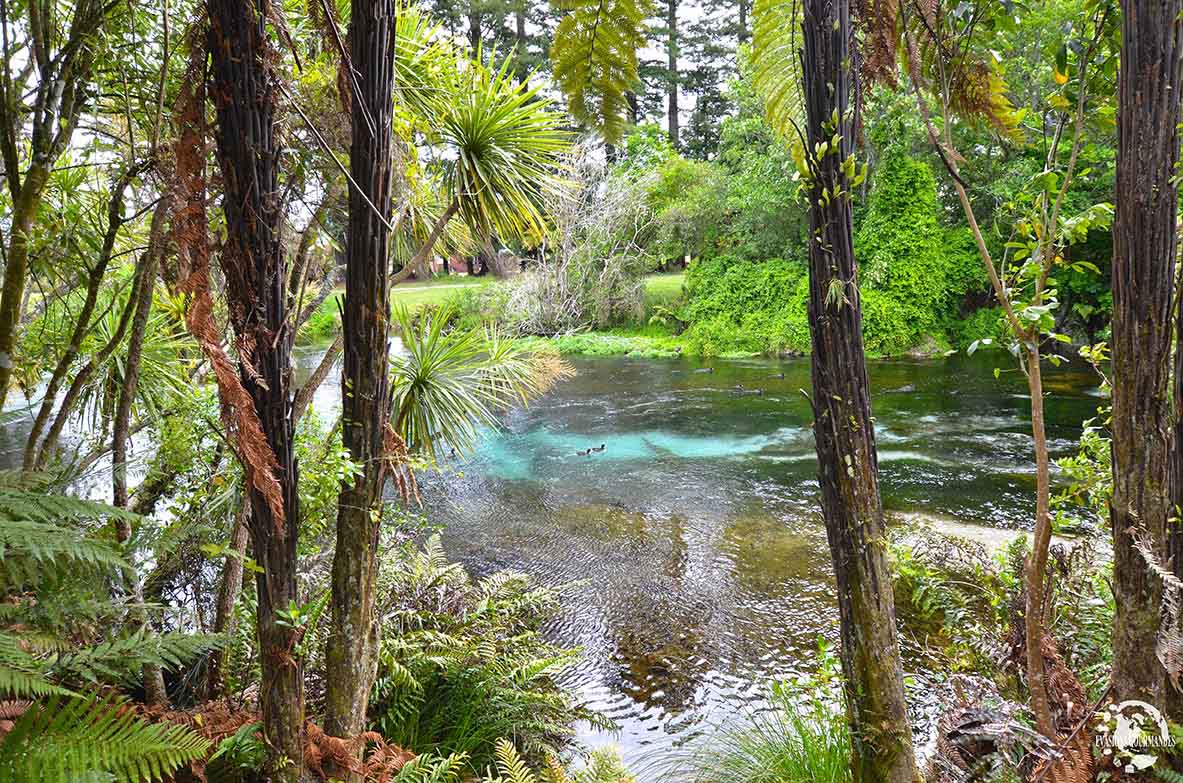 Hamurana Springs