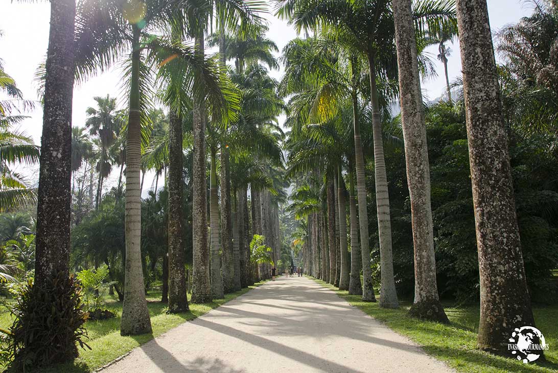 Jardin botanique Rio de Janeiro