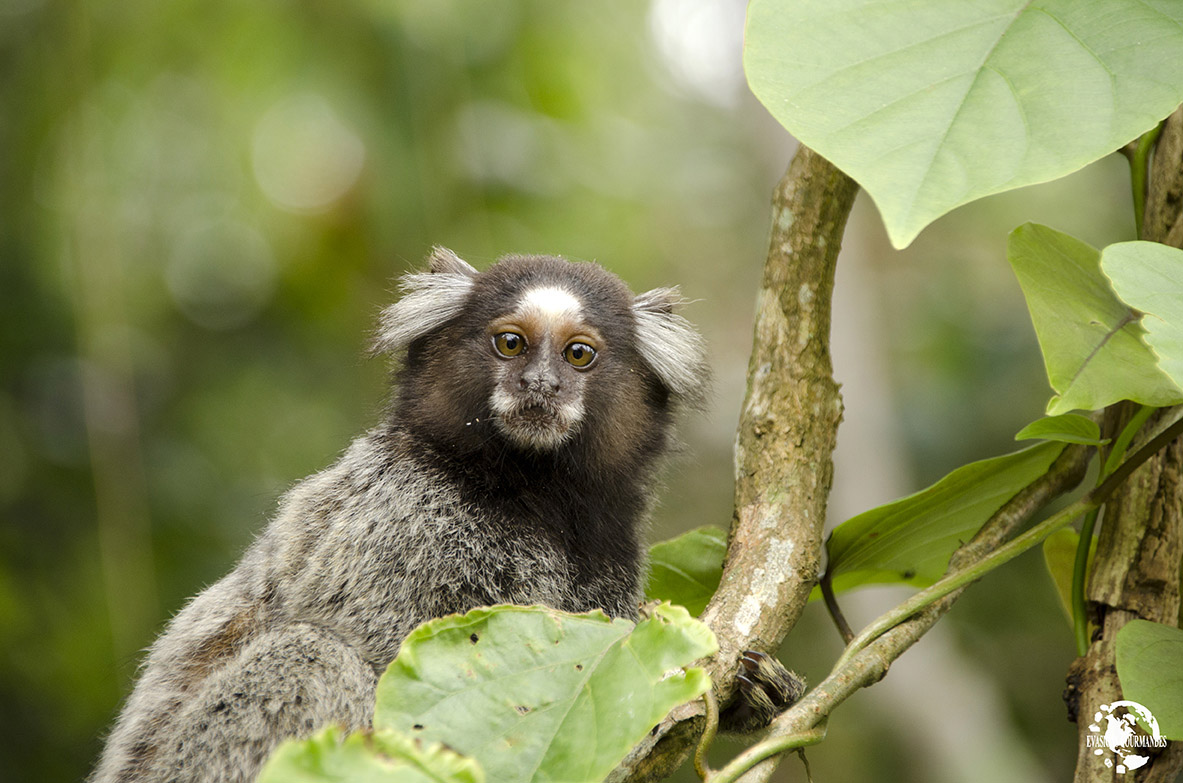 Singe Rio de Janeiro