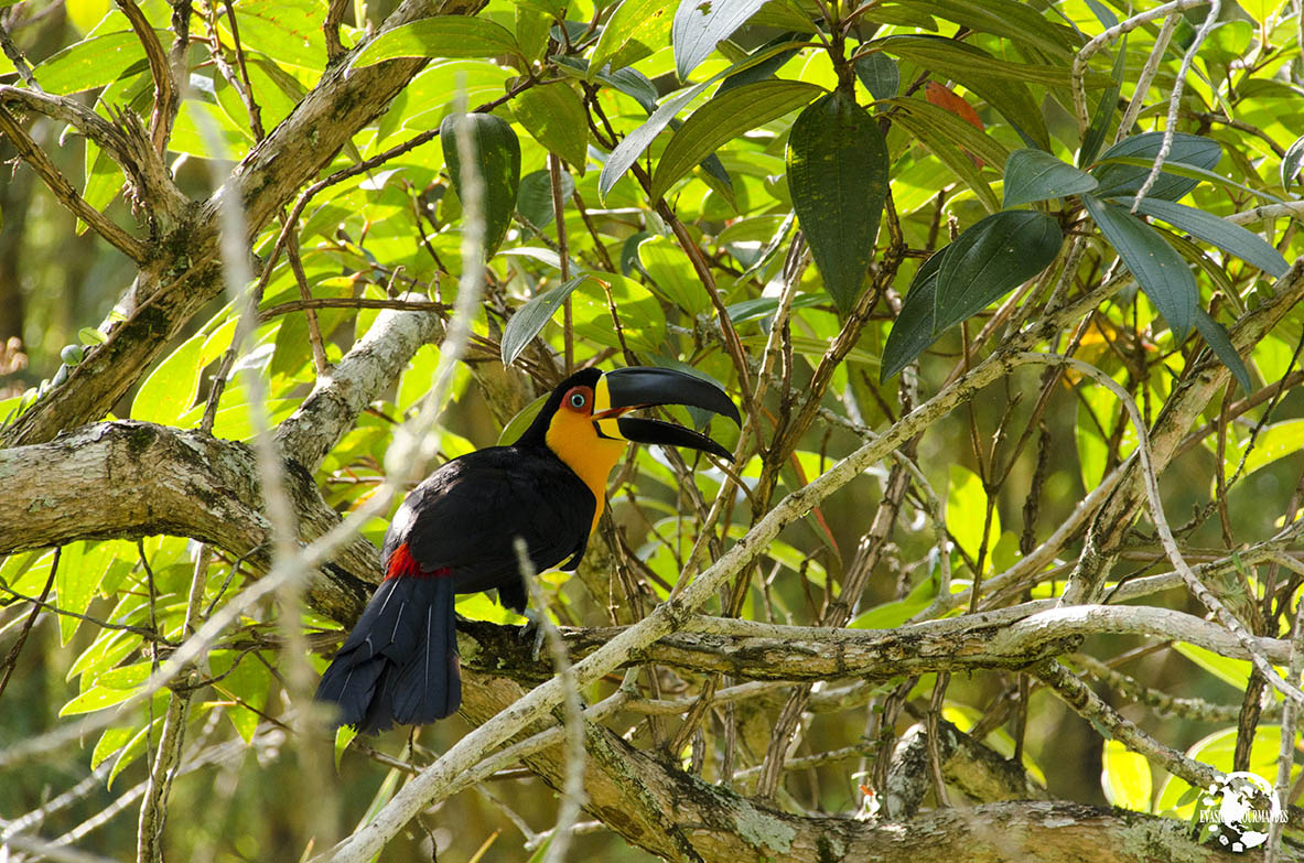 Toucan Brésil