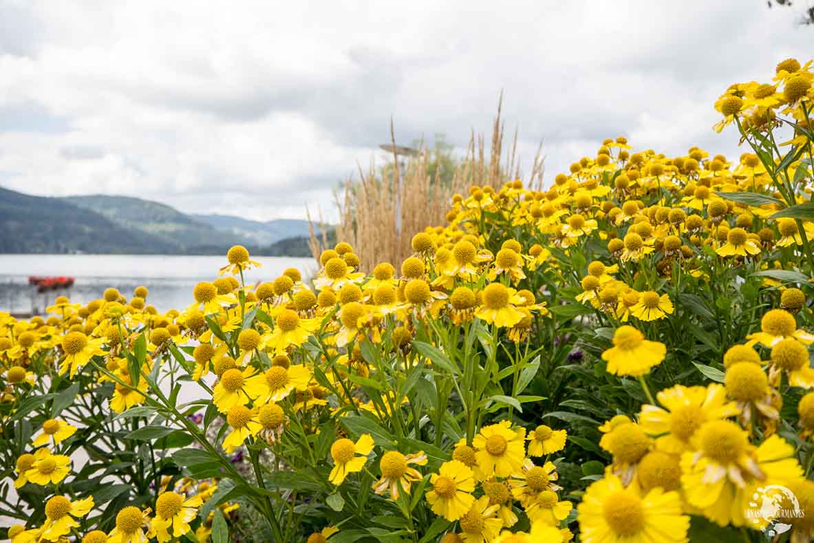 Titisee