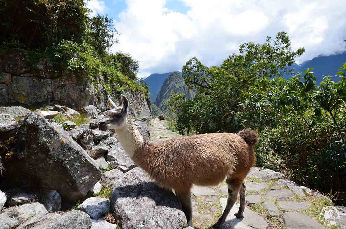 Porte du Soleil - Machu Picchu
