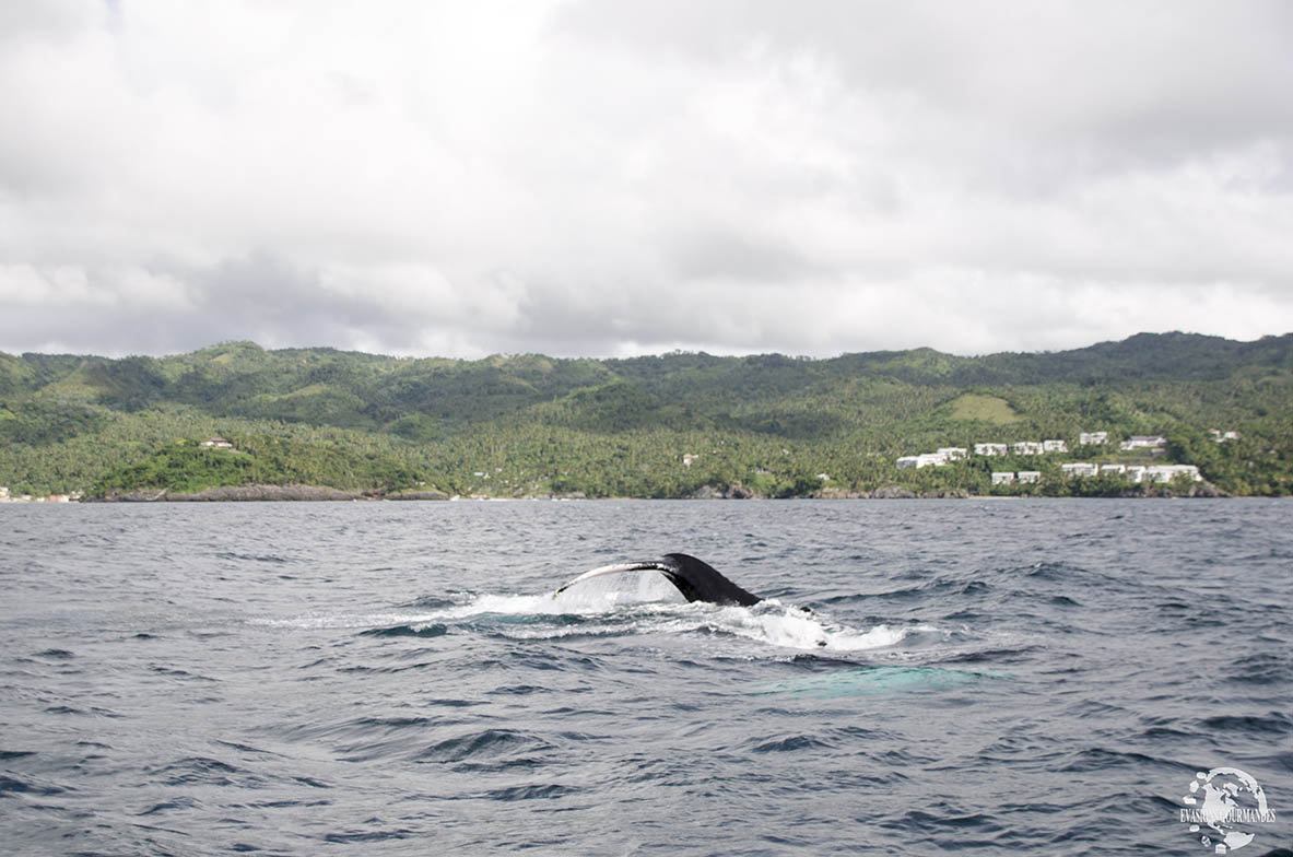 Baleines Samana