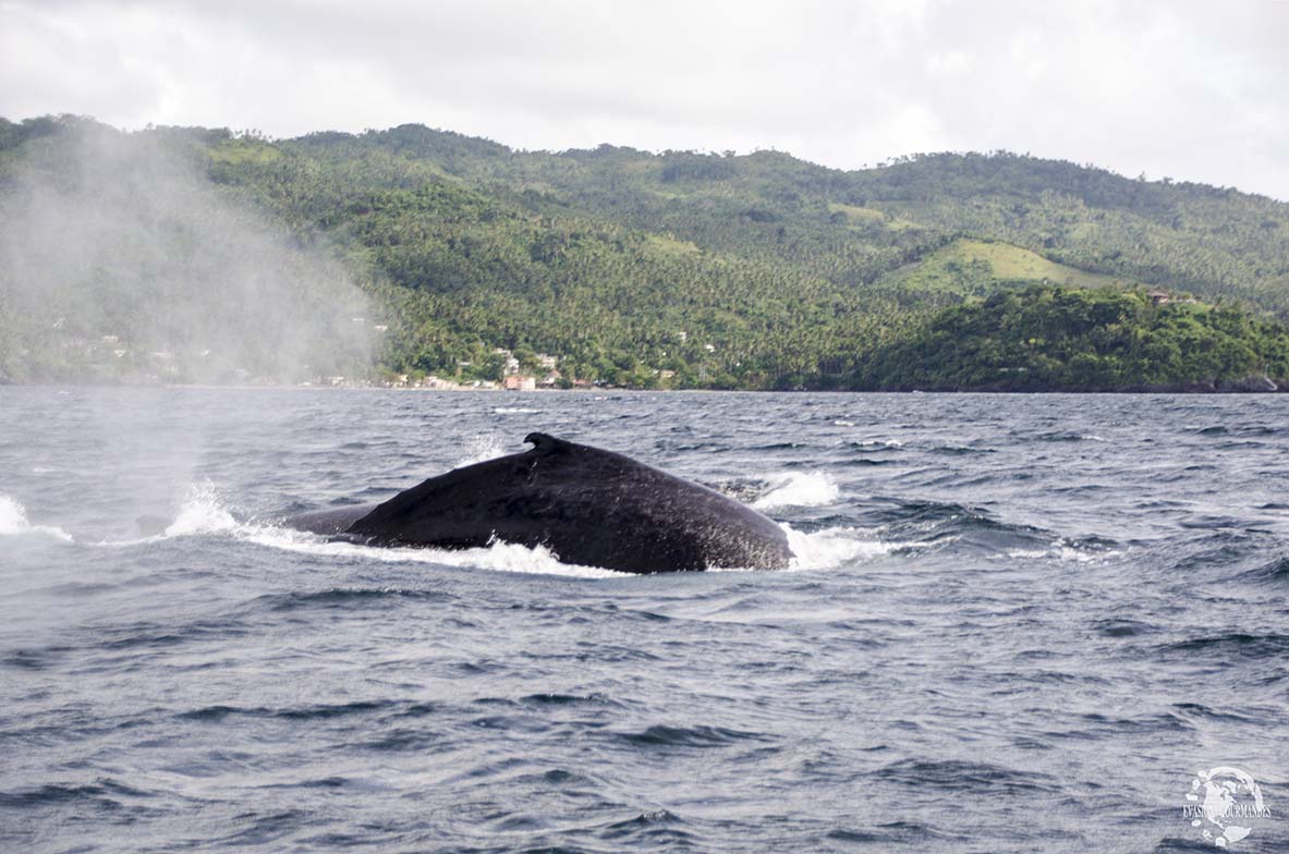 Baleines Samana