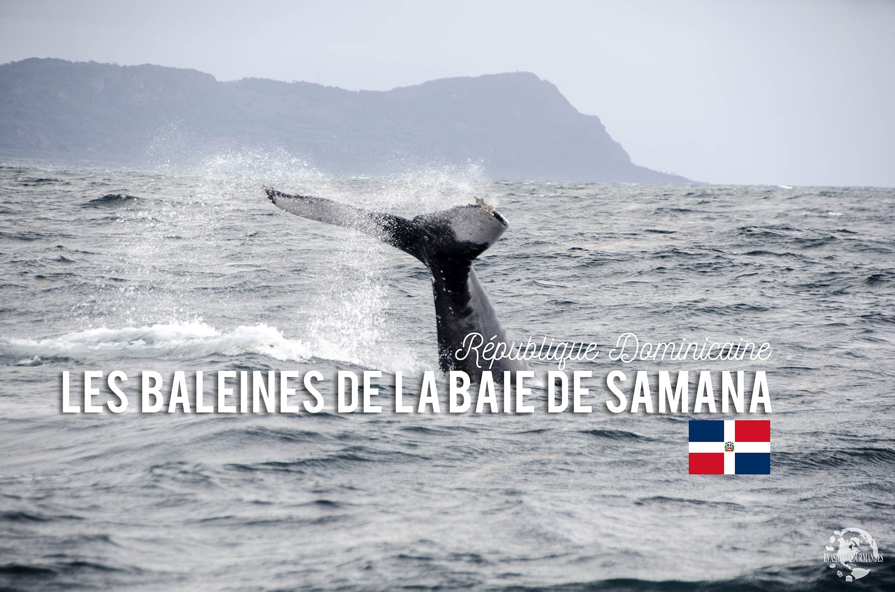 Baleines Samana