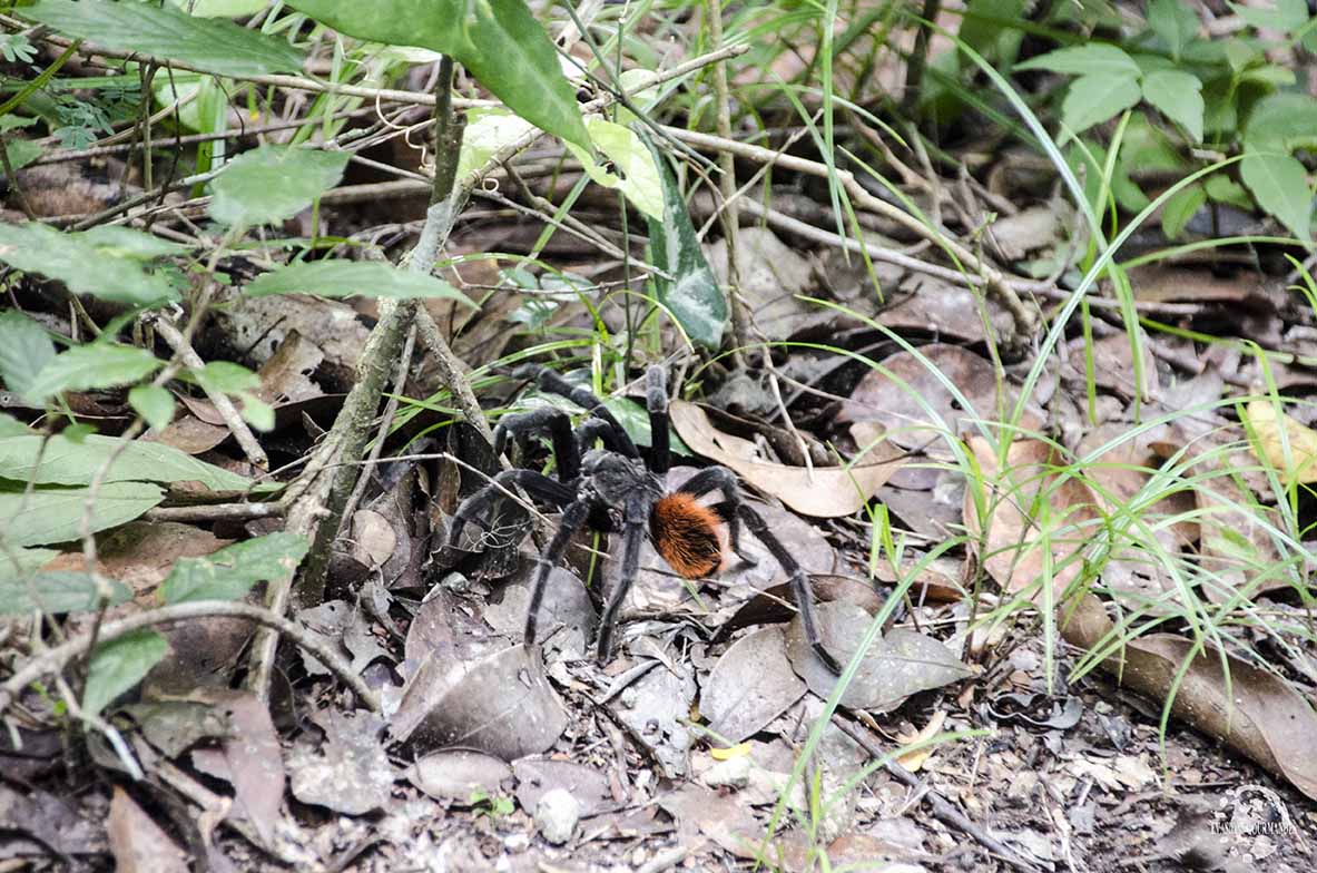 Calakmul