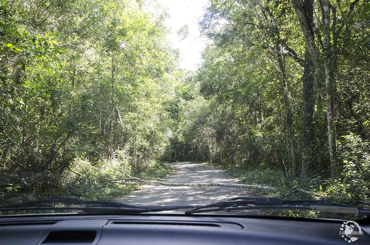 Calakmul