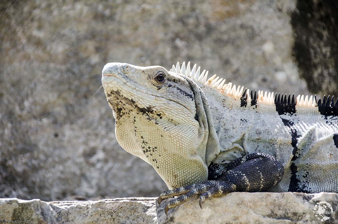 Uxmal