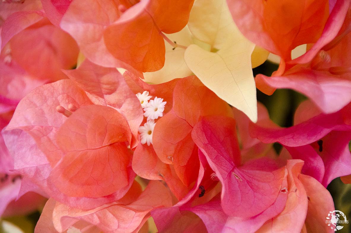 Fleurs Martinique