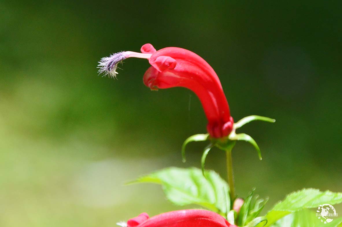Fleur Martinique