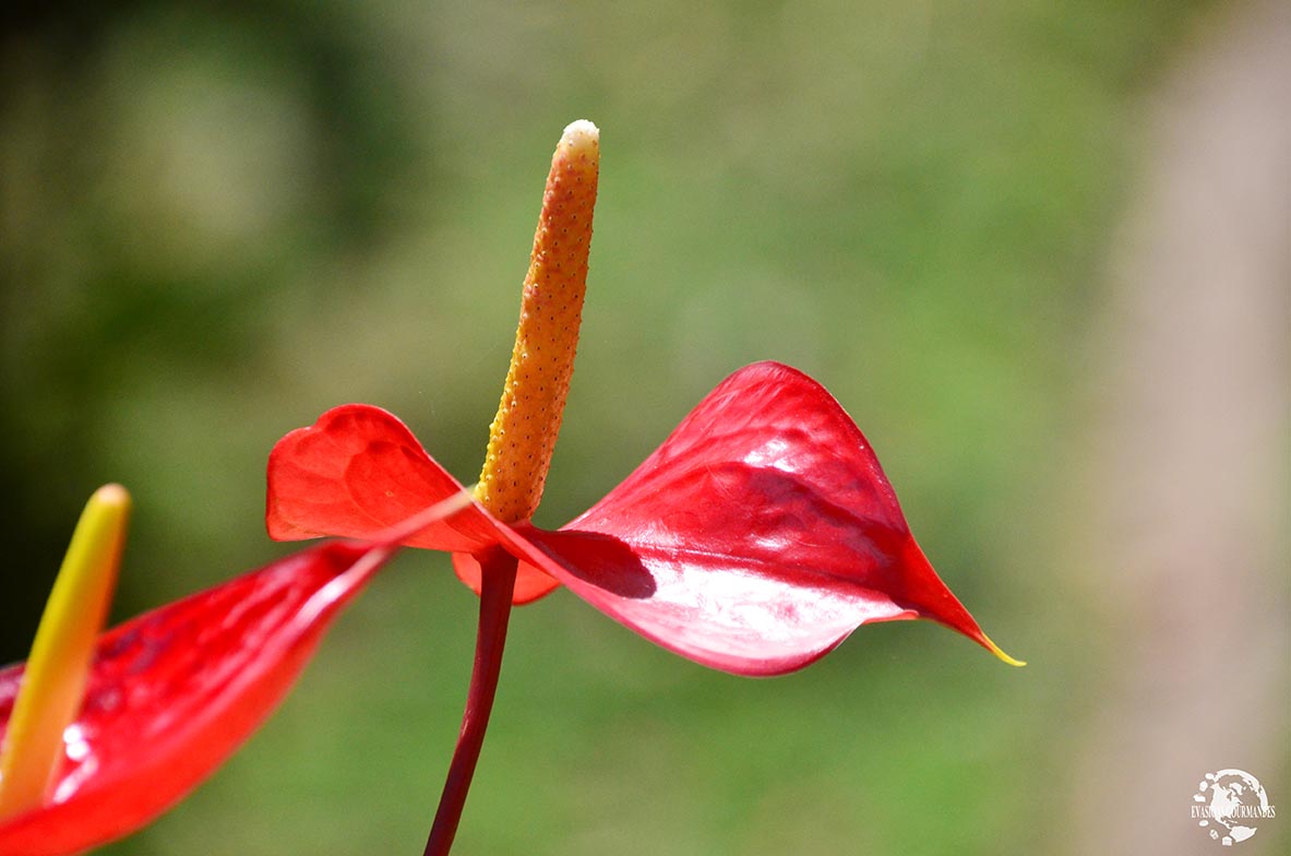 Fleur Martinique