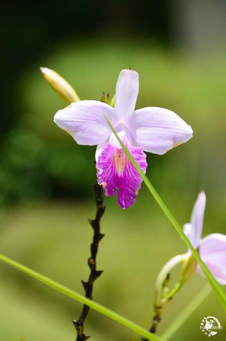 Fleur Martinique