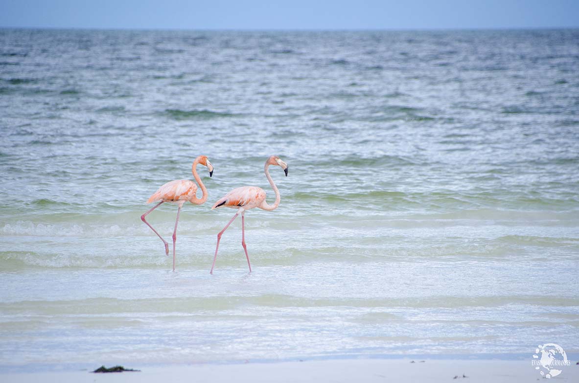 Holbox