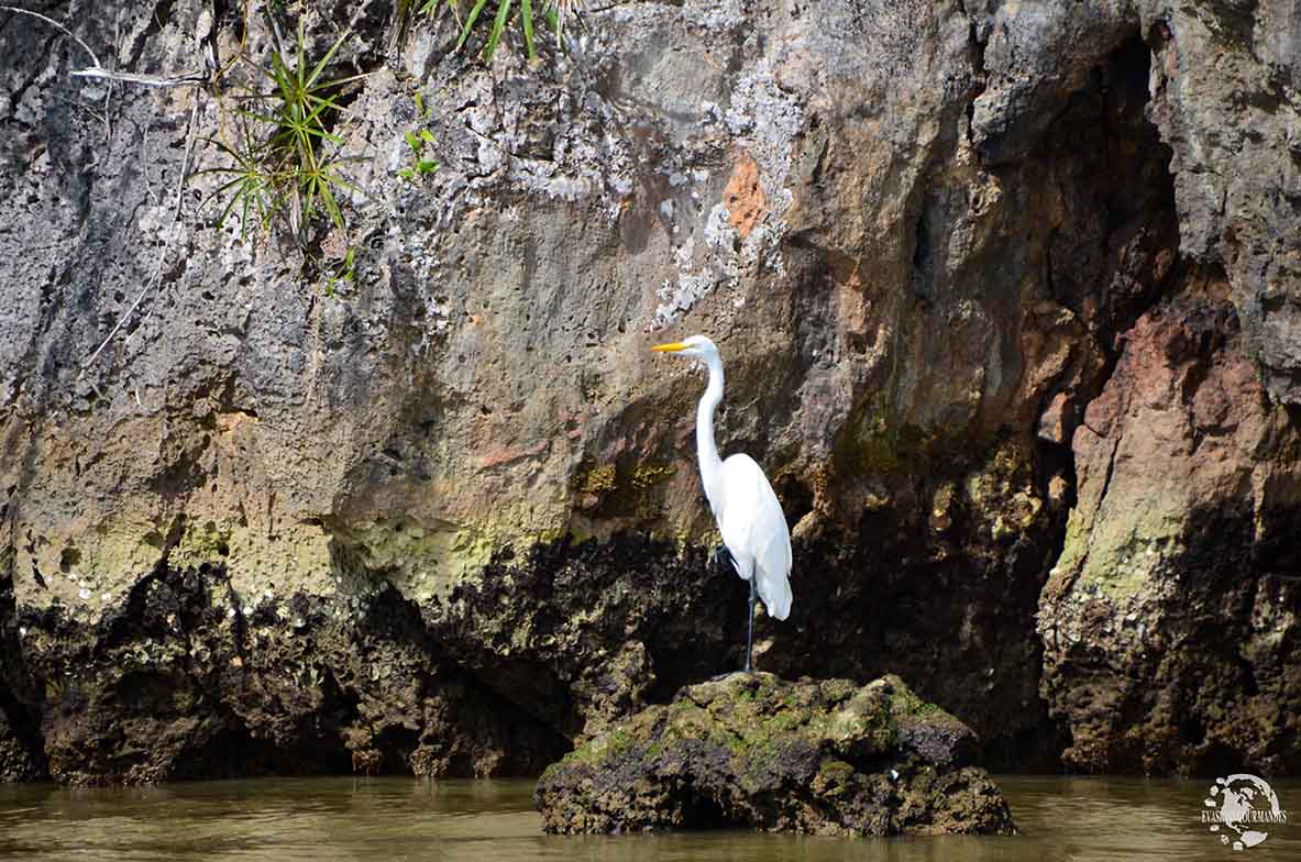 Aigrette Los Haitises