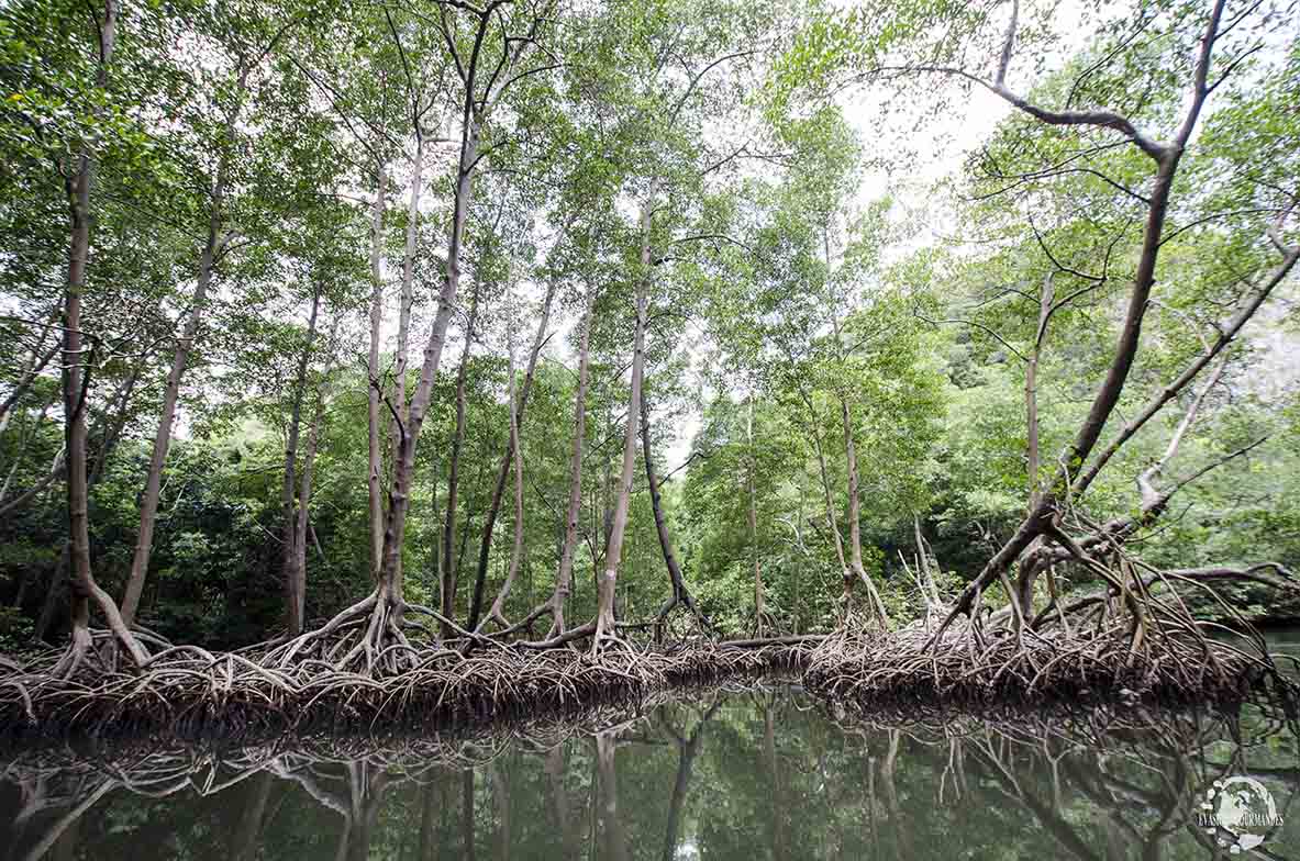 Los Haitises - mangrove