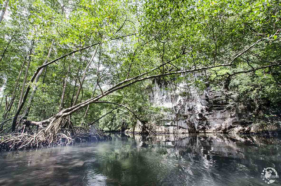Los Haitises - mangrove