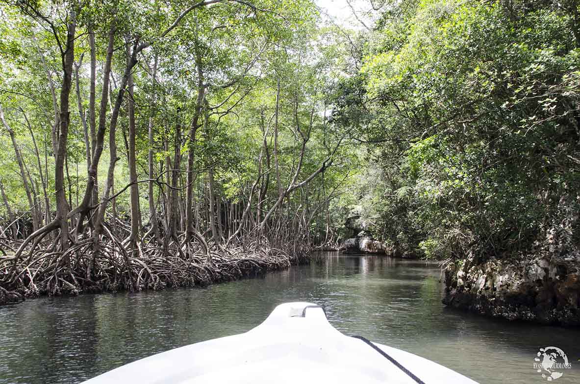 Los Haitises - mangrove