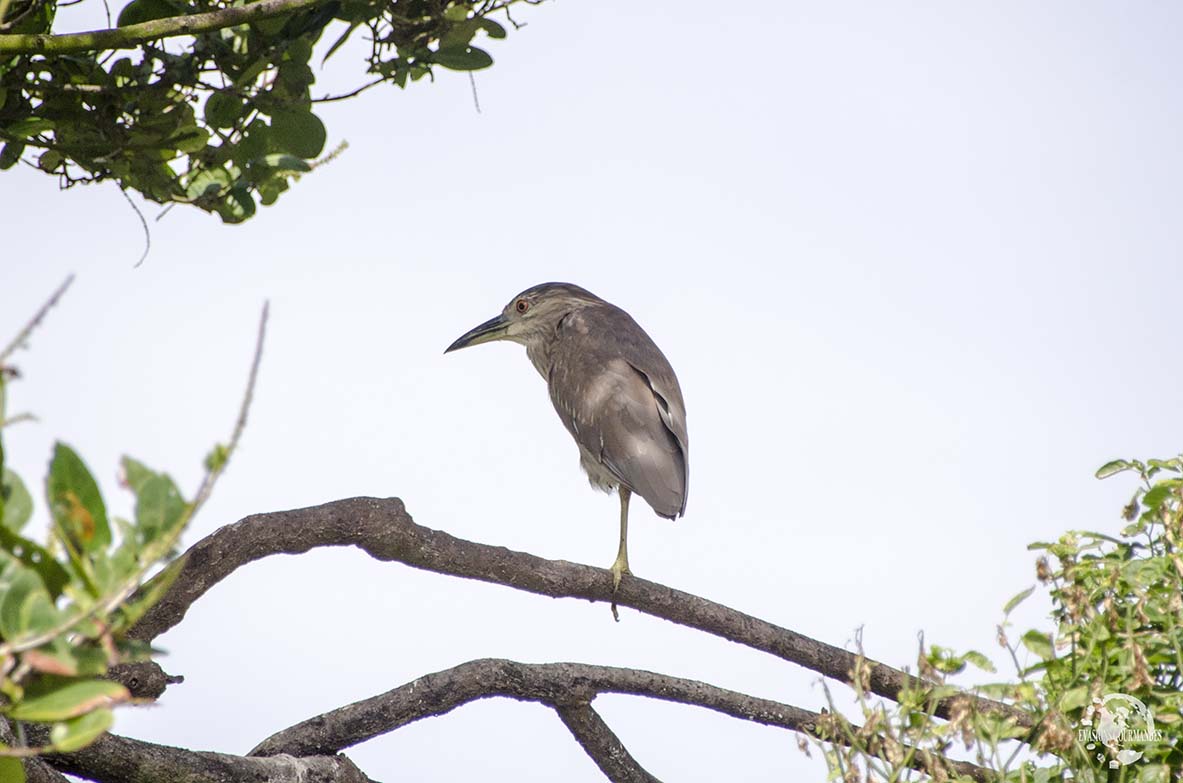 oiseau Los Haitises