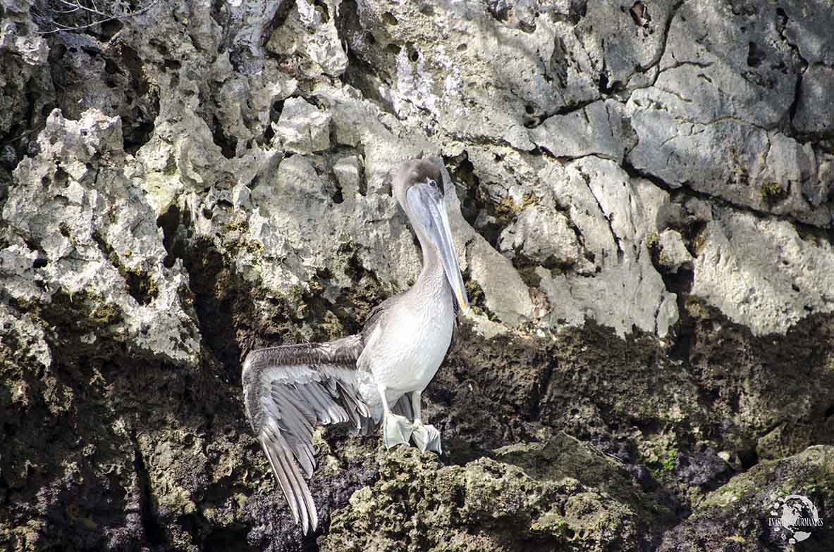 Pélican Los Haitises