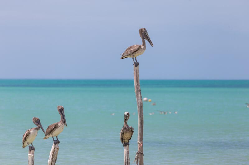 Holbox Mexique