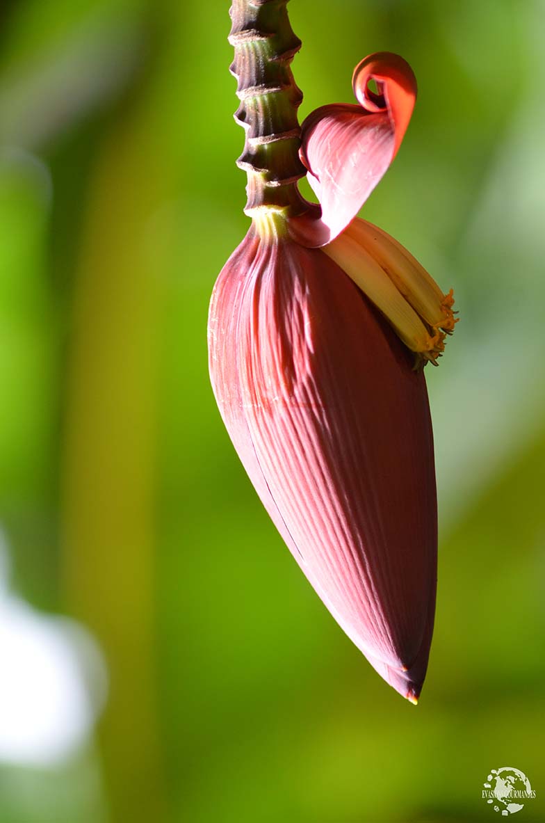 Fleur de bananier