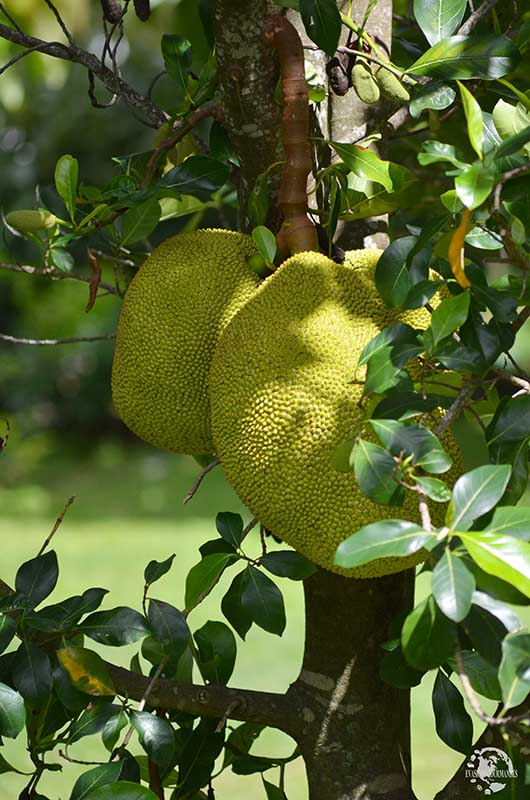 Fruit à pain