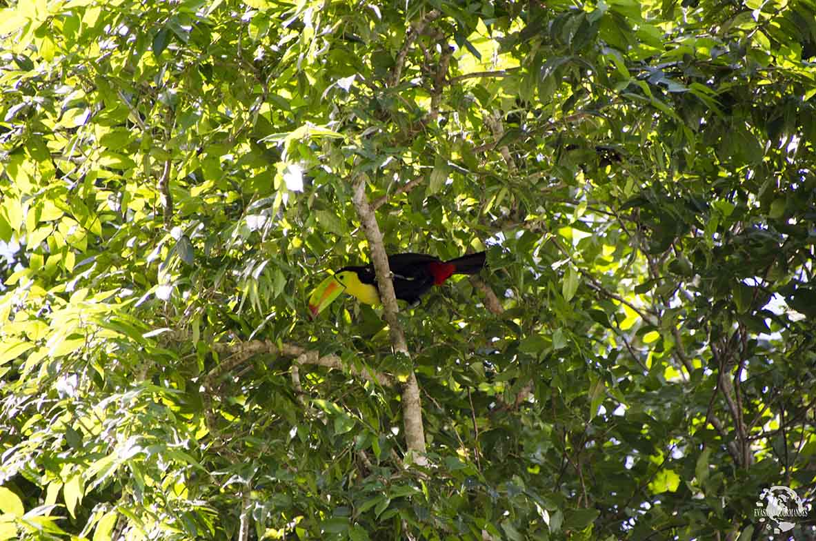 Toucan Calakmul