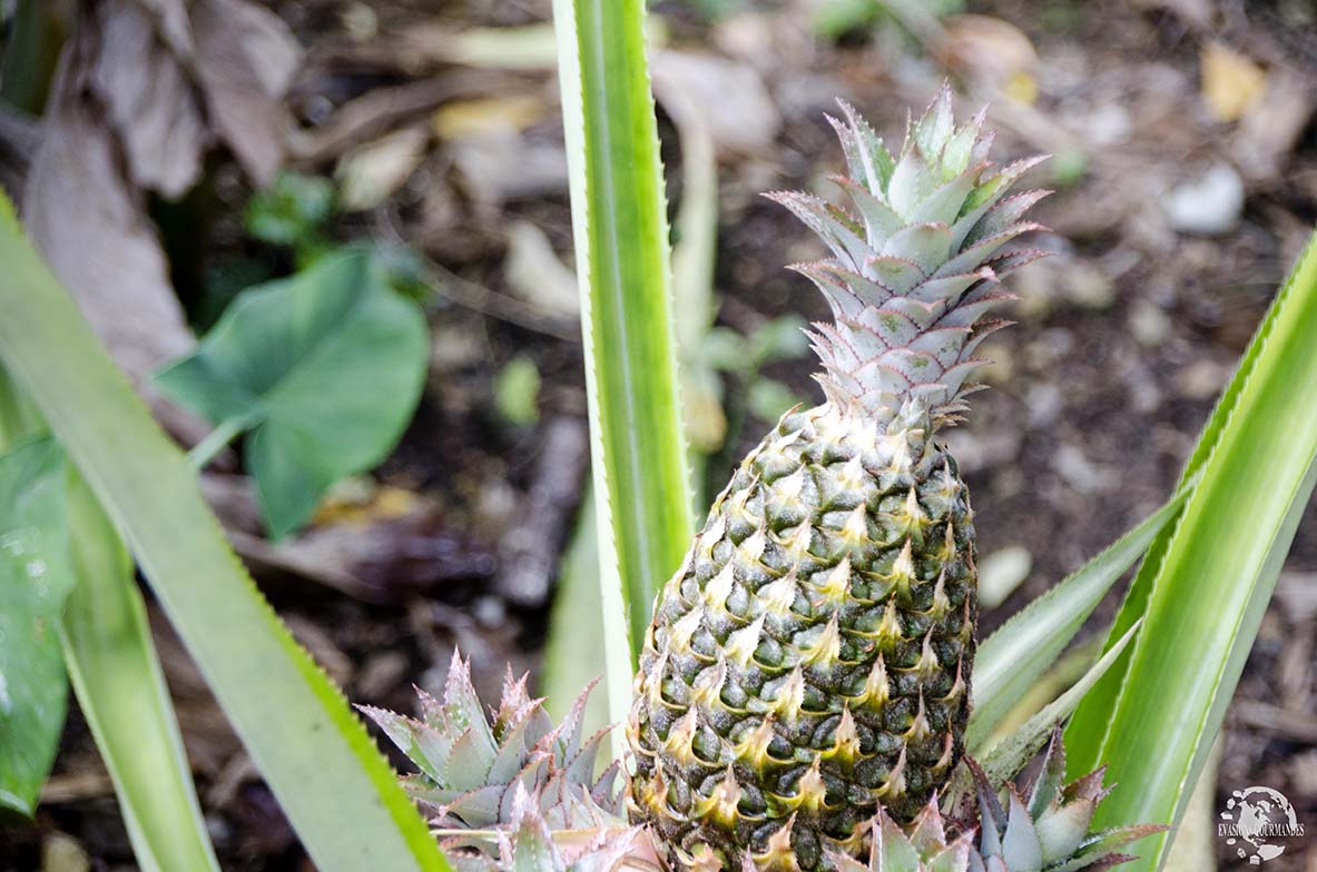 Ananas République Dominicaine