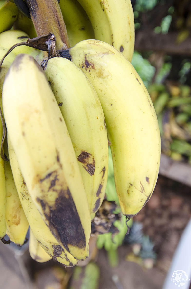 Banane République Dominicaine