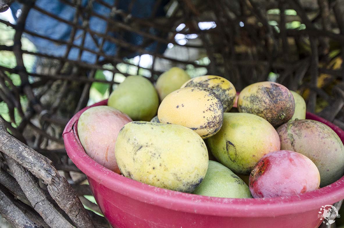 Mangue République Dominicaine