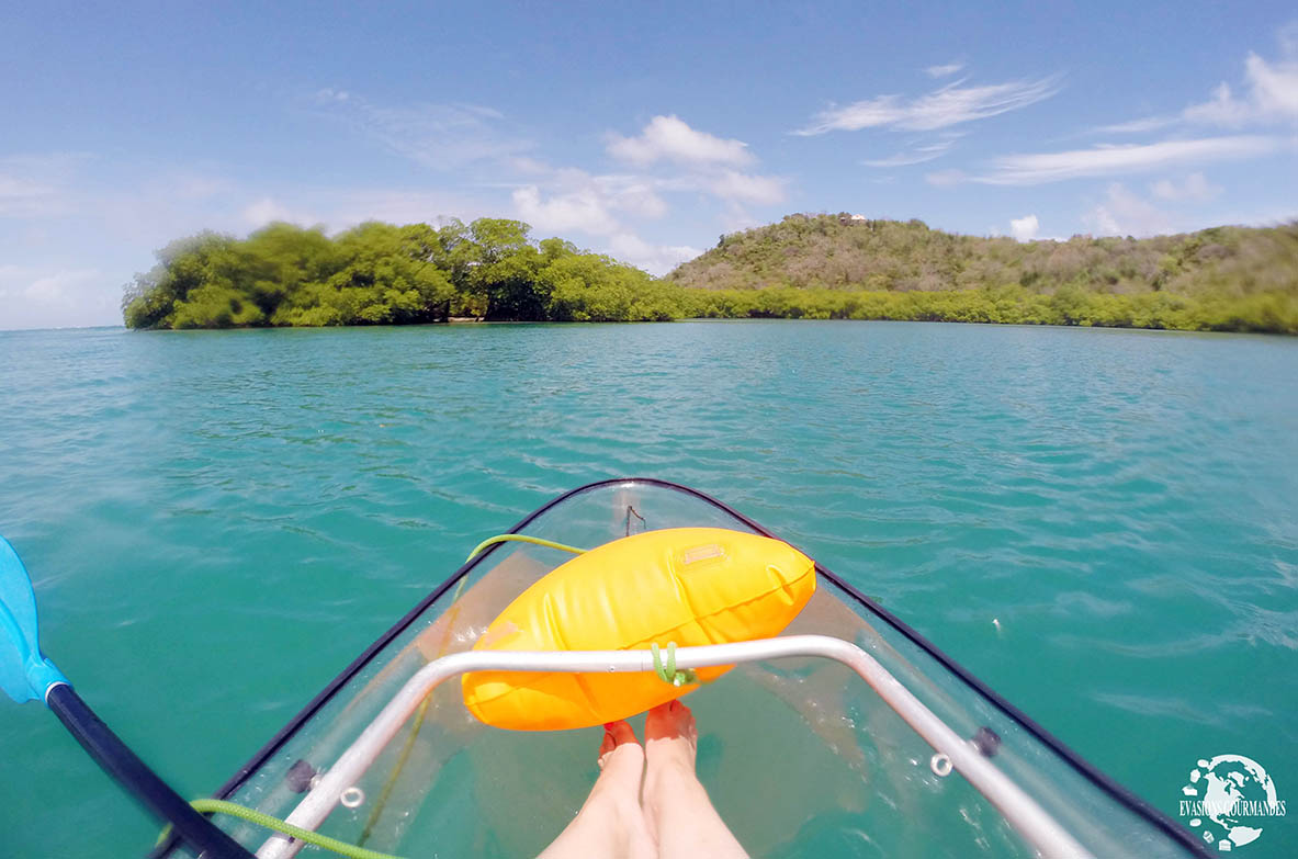 Kayak Martinique mangrove