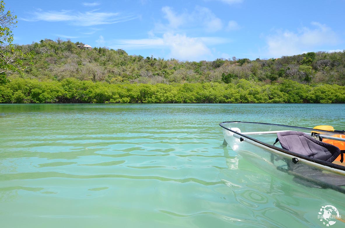 Kayak Martinique mangrove