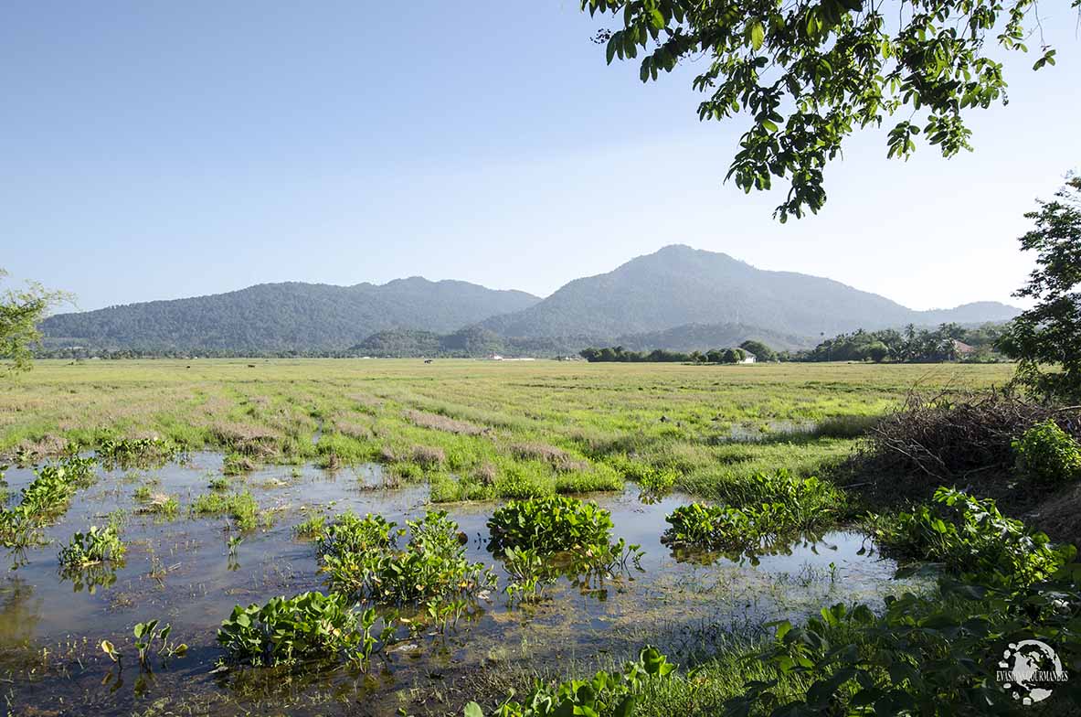 Rizières Langkawi