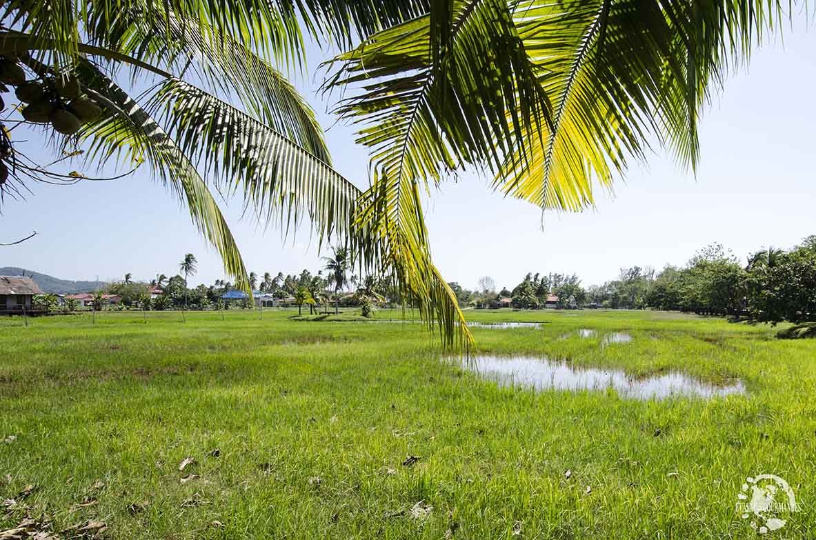 Rizières Langkawi