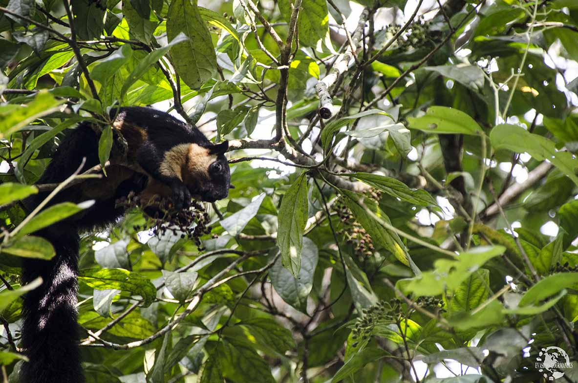 The Habitat Penang