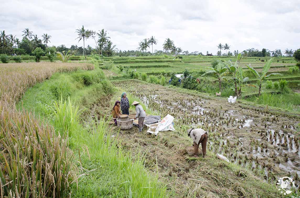 Rizières Bali