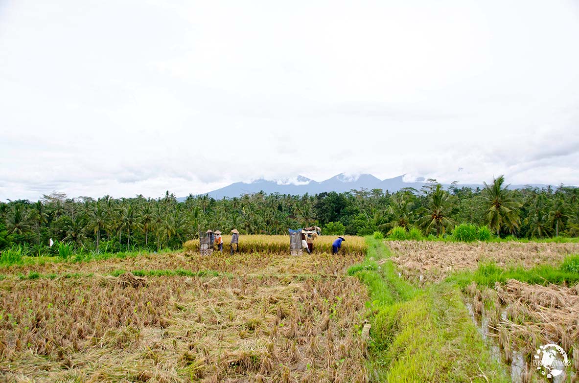 Rizières de Payangan