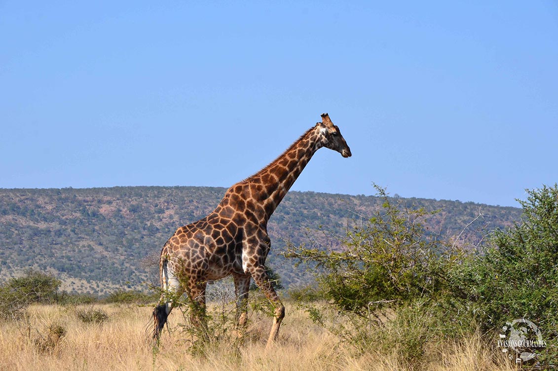 Parc Kruger