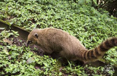 Coatis