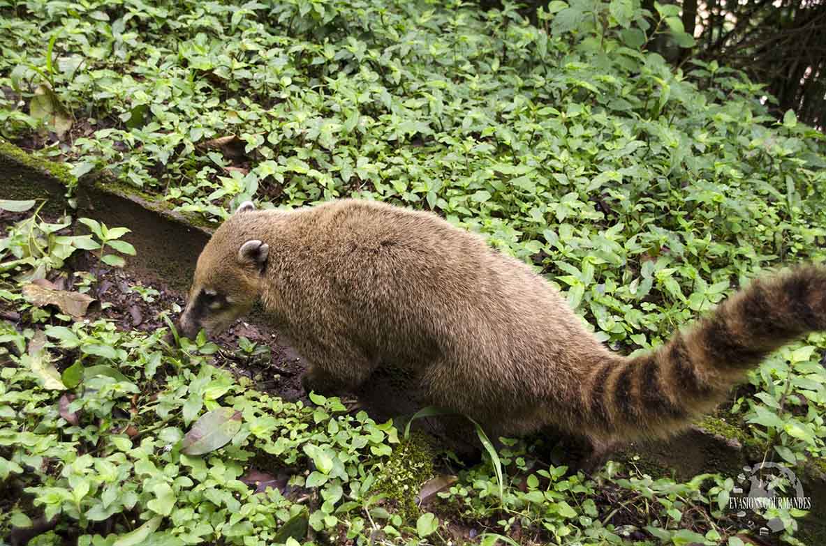 Coatis