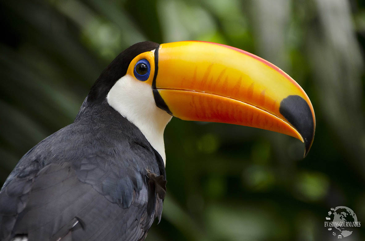 toucan_iguazu Toucan